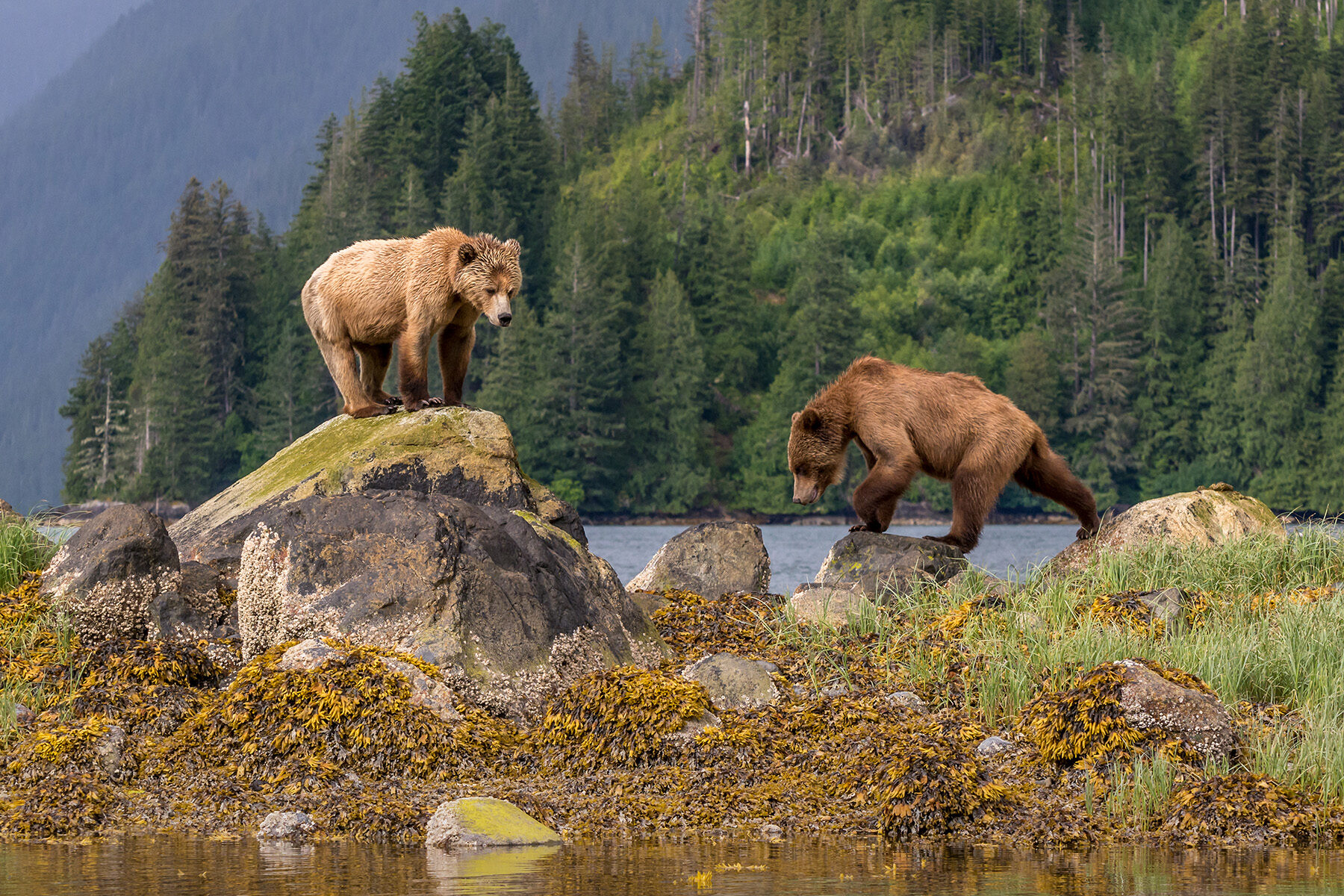 Grizzly Bears Canada