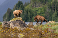 Grizzly Bears Canada