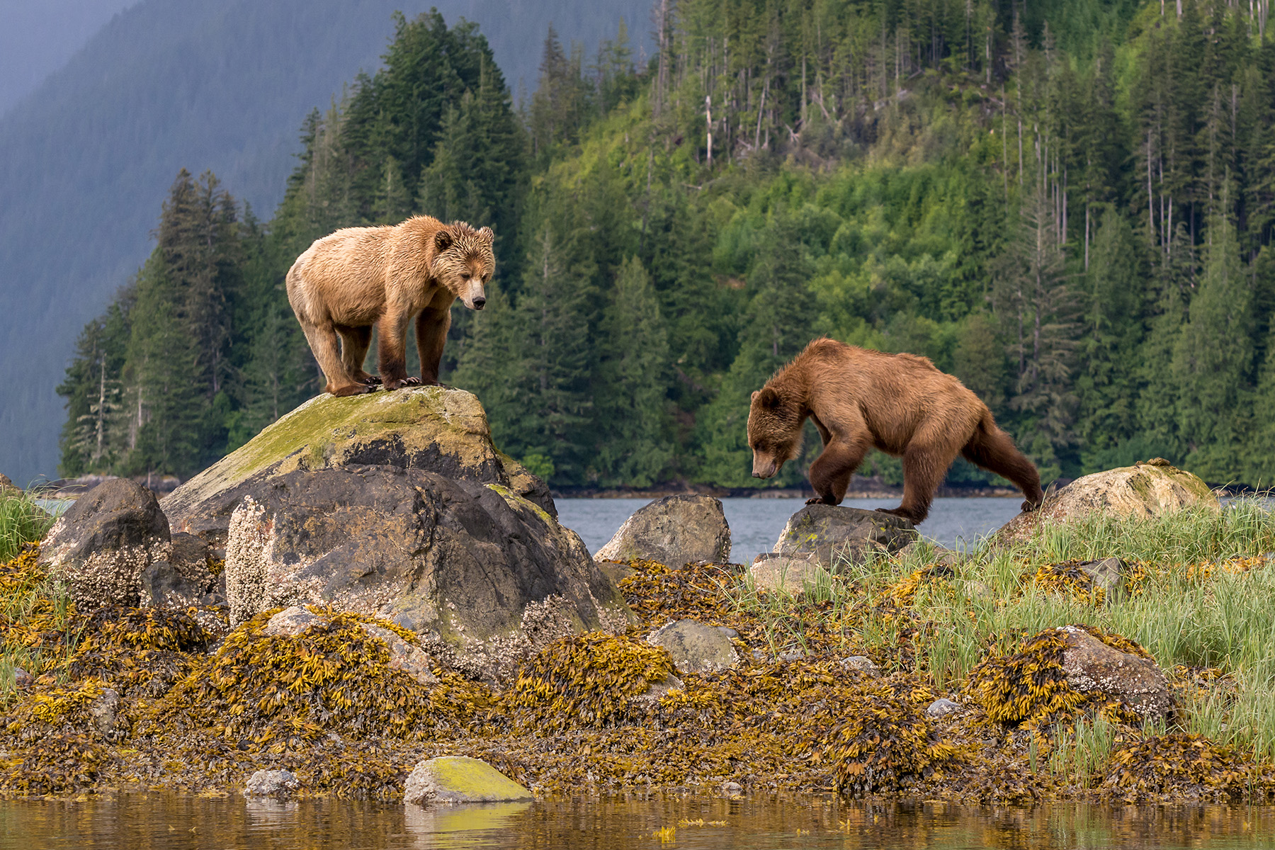 Grizzly Bears Canada