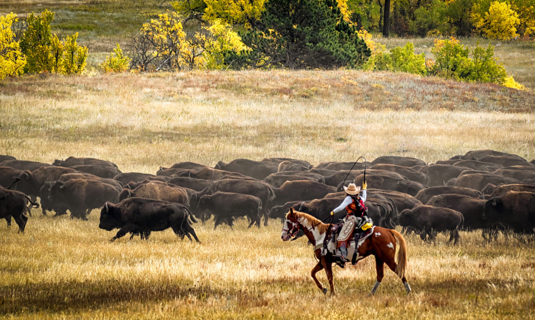 Cowboy herding buffalo