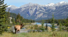 Elk in Jasper, Alberta