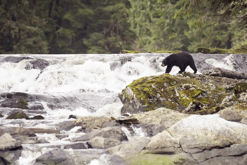 The Great Bear Rainforest