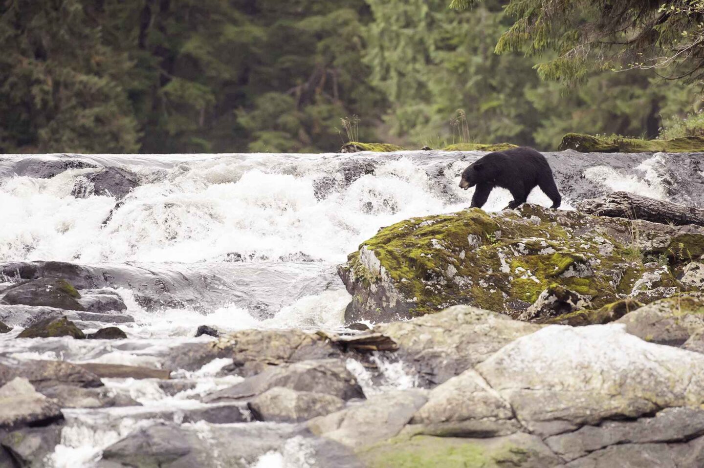 The Great Bear Rainforest