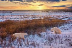 Polar Bears Churchill