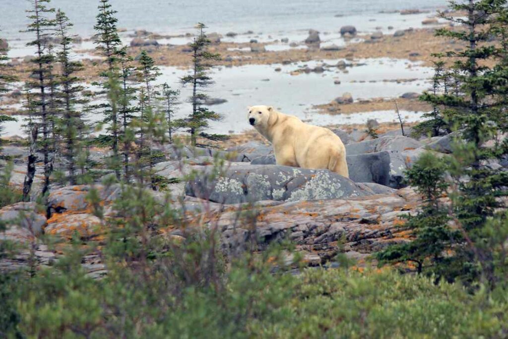 Polar Bear in Churchill Manitoba