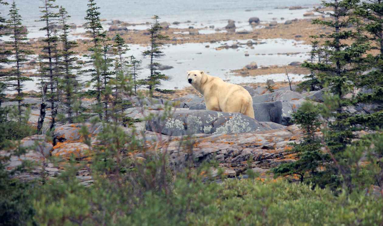 Polar Bear in Churchill Manitoba