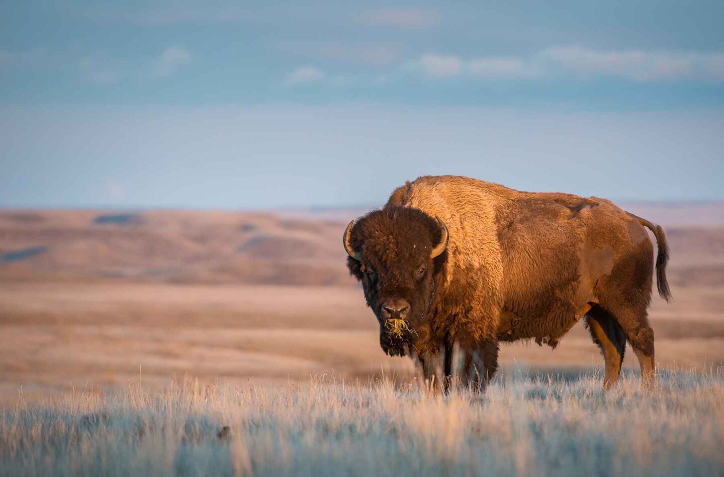 Bison in Grasslands National Park