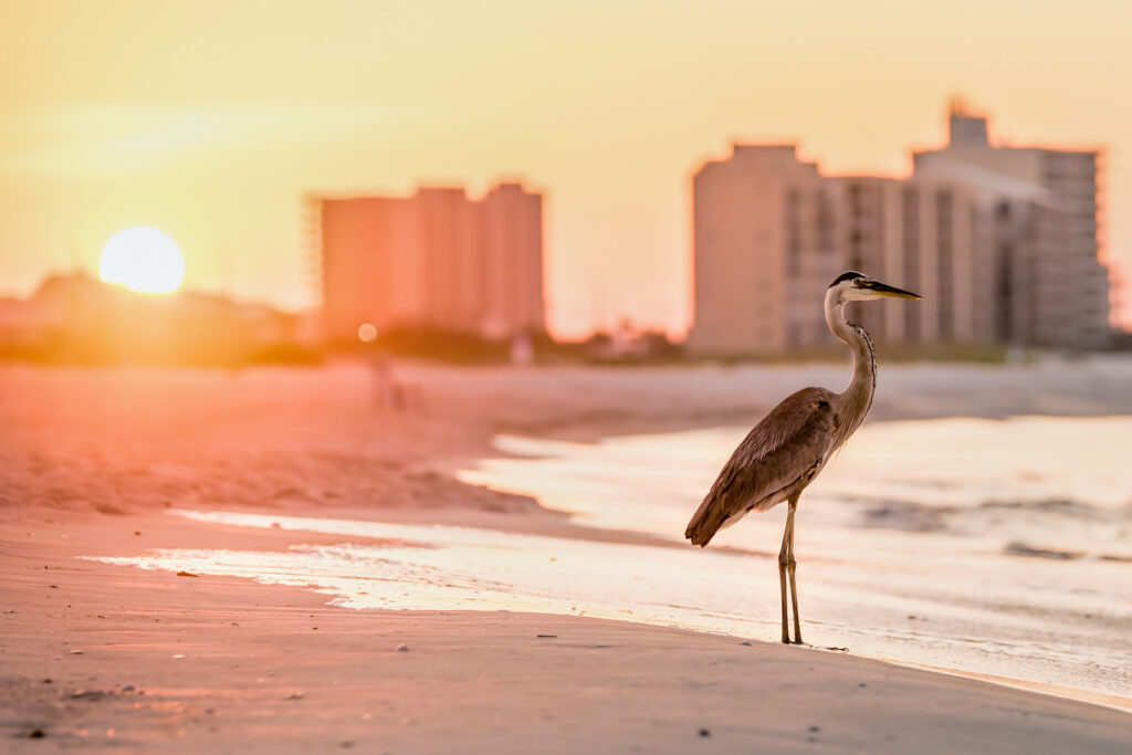 Alabama Coast, Orange Beach