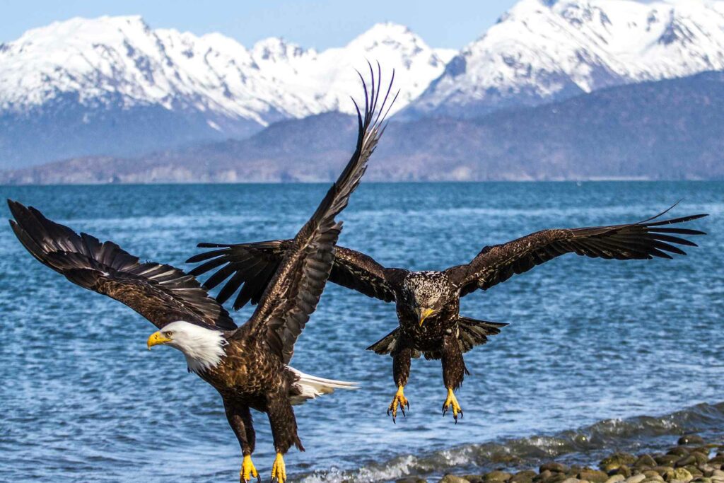 bald eagles at homer beach on Kenai Peninsula