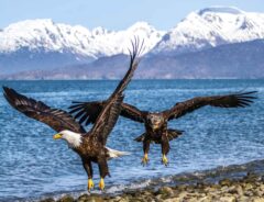 bald eagles at homer beach on Kenai Peninsula