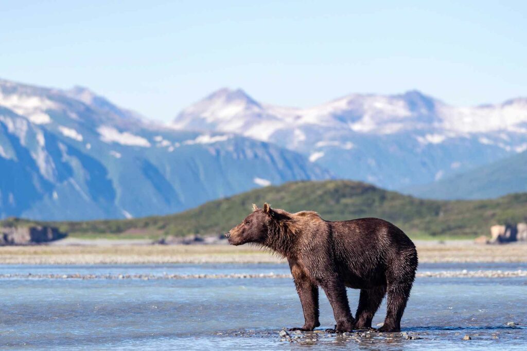 Bear in Katmai National Park