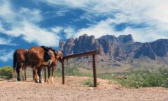 Horses at a ranch in Arizona