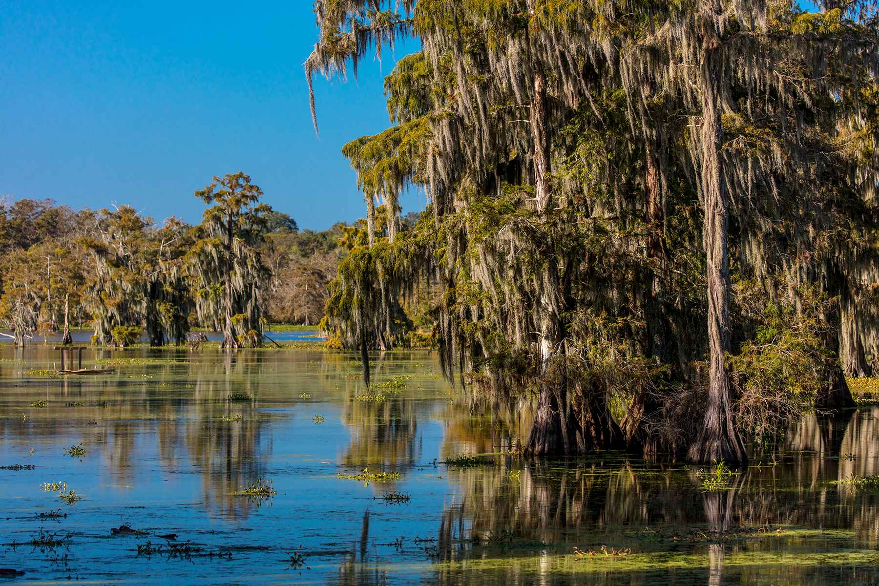 Cajun Swamp USA