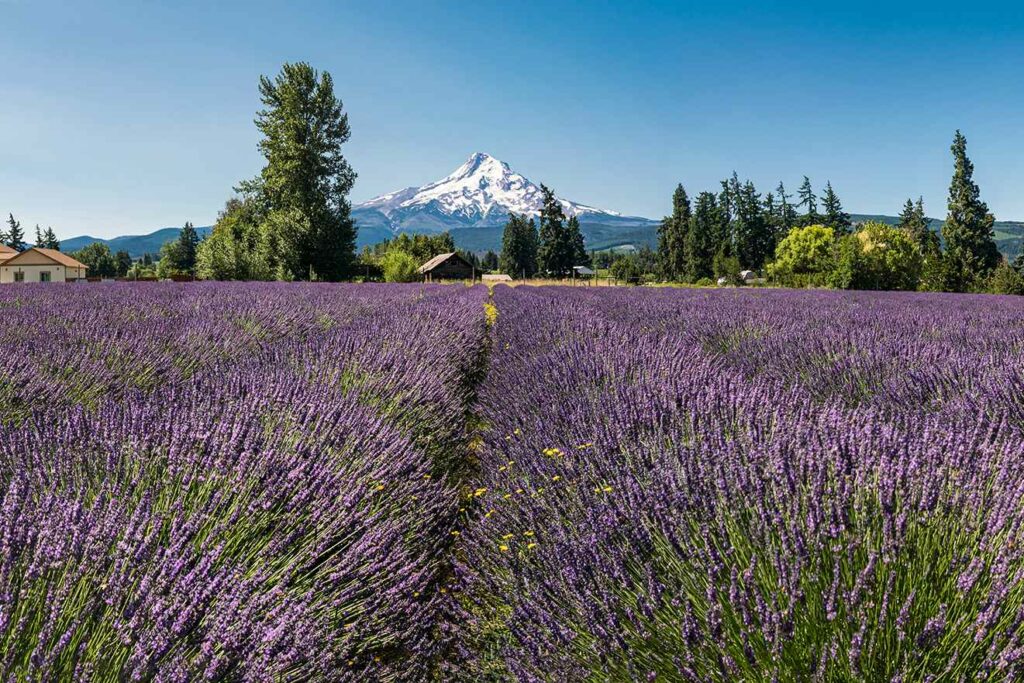 Lavender fields in Willamette Valley