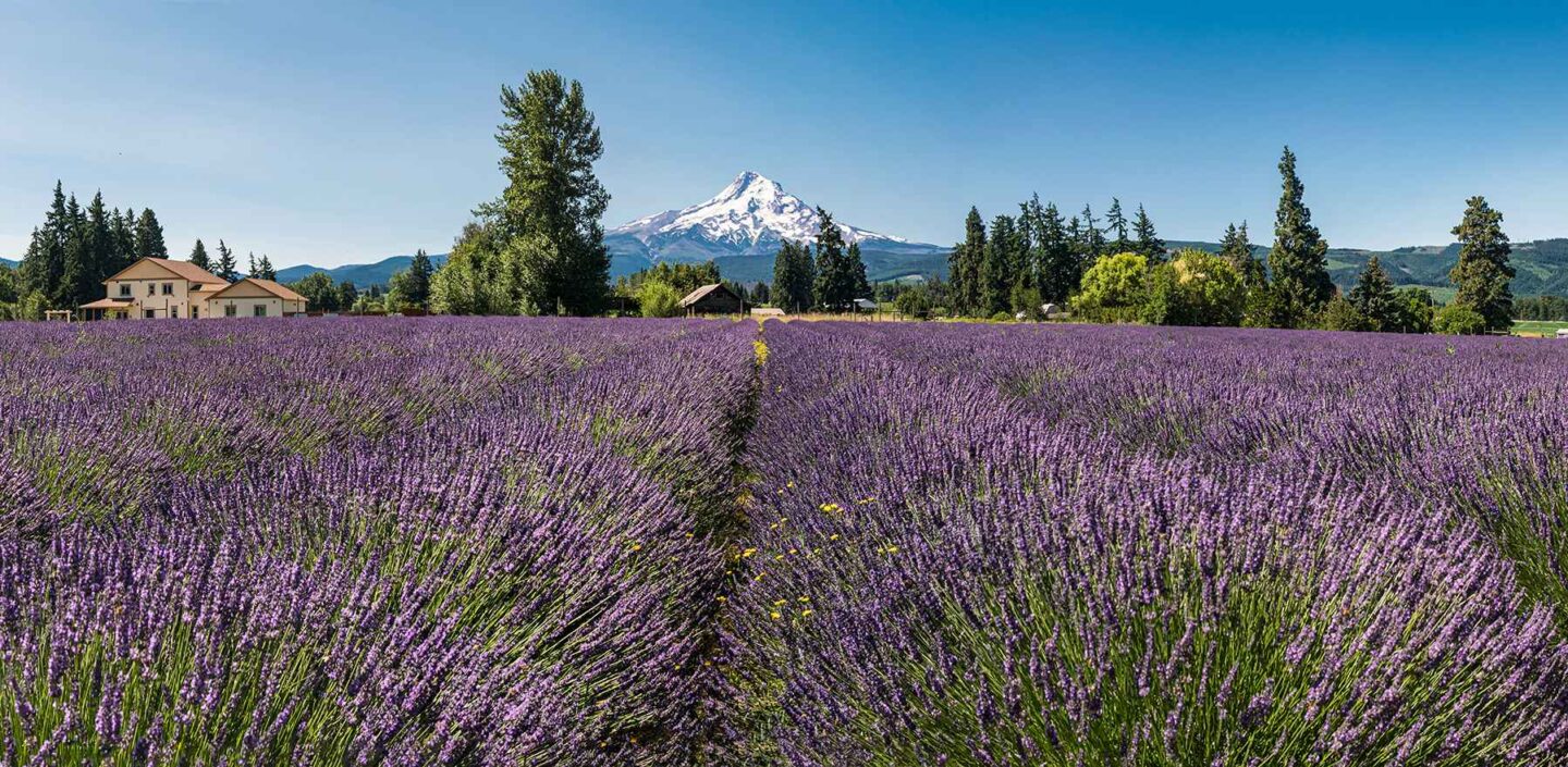 Lavender fields in Willamette Valley