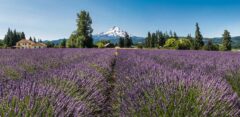 Lavender fields in Willamette Valley