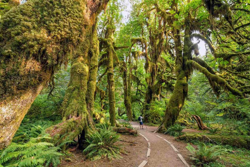 Olympic National Park