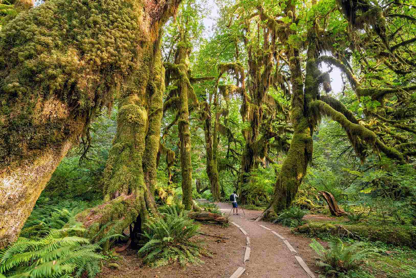 Olympic National Park