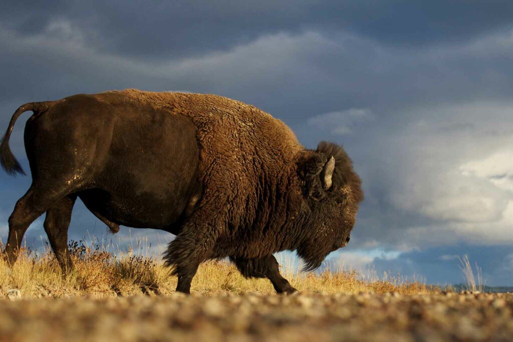 Buffalo in Montanta