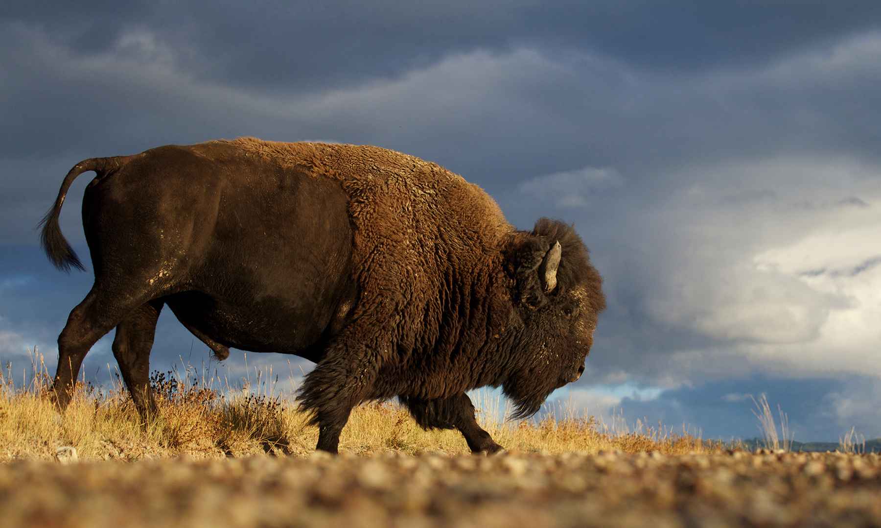 Buffalo in Montanta