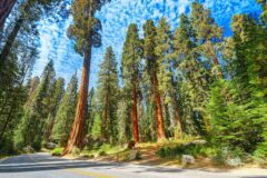 Sequoia in Yosemeti National Park California