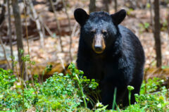 Black Bear in Shenandoah National Park