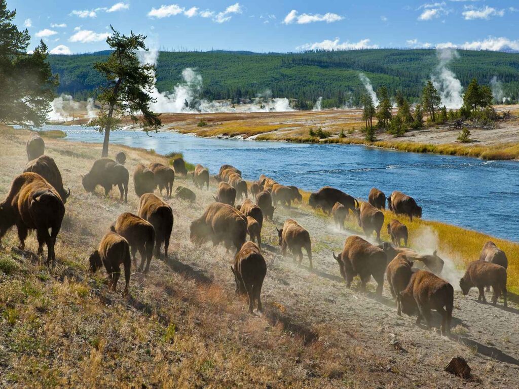 Yellowstone National Park