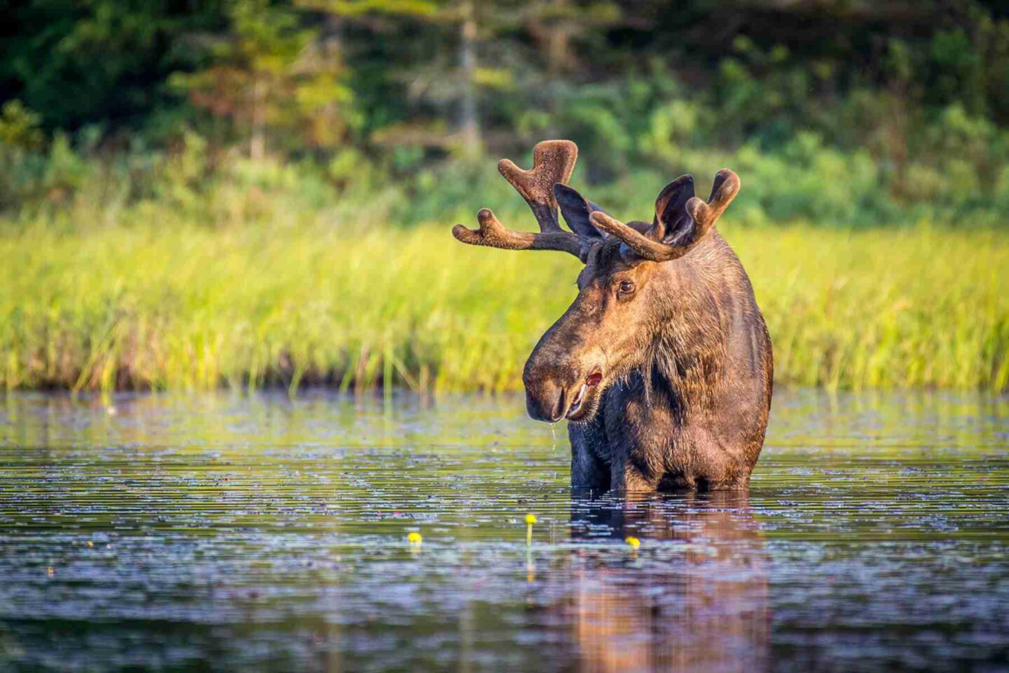 Moose in Algonquin Canada