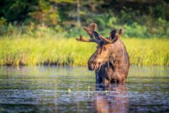 Moose in Algonquin Canada