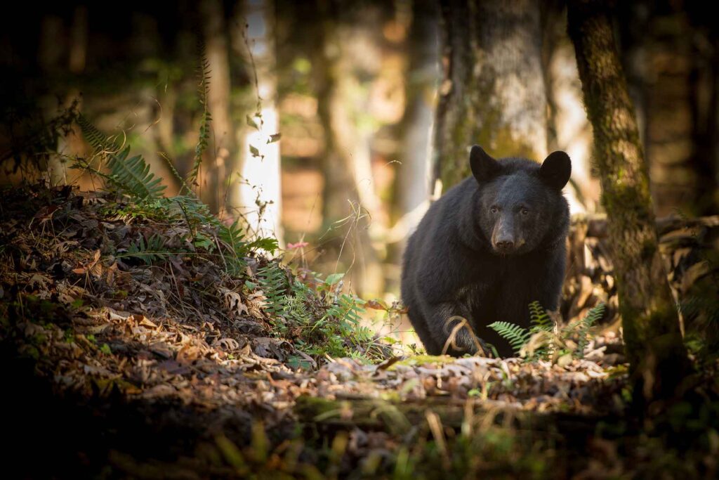 Black bear in Great Smoky Mountains