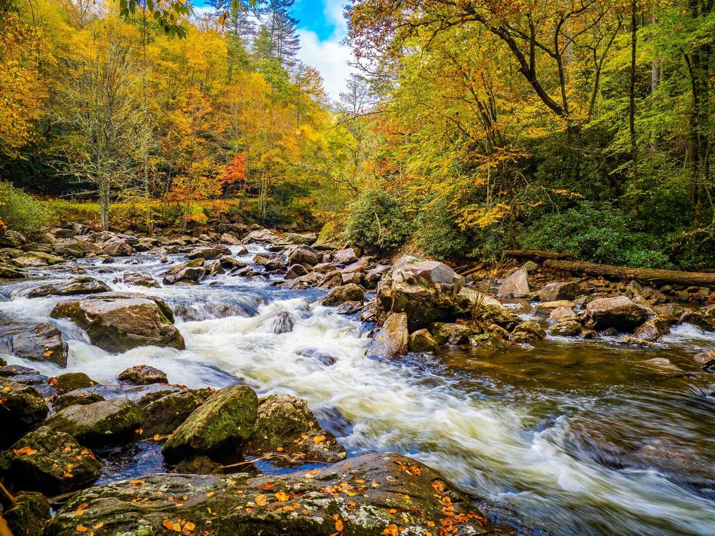 Nantahala Forest