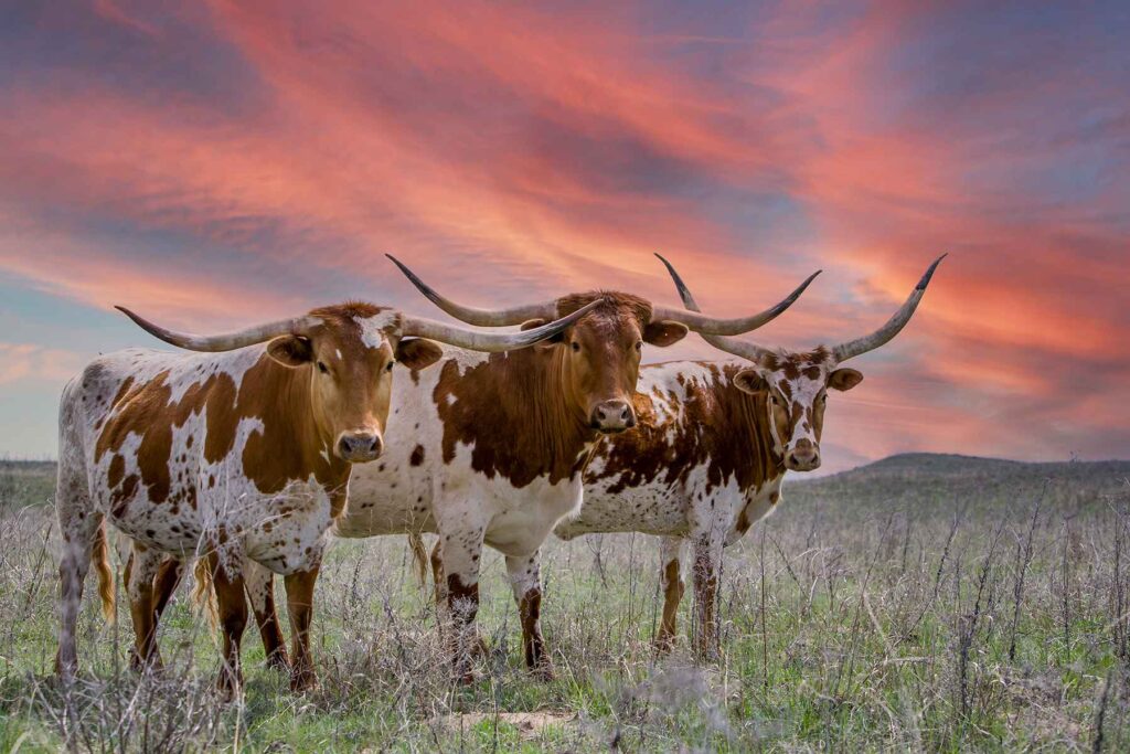 Bandera Texax