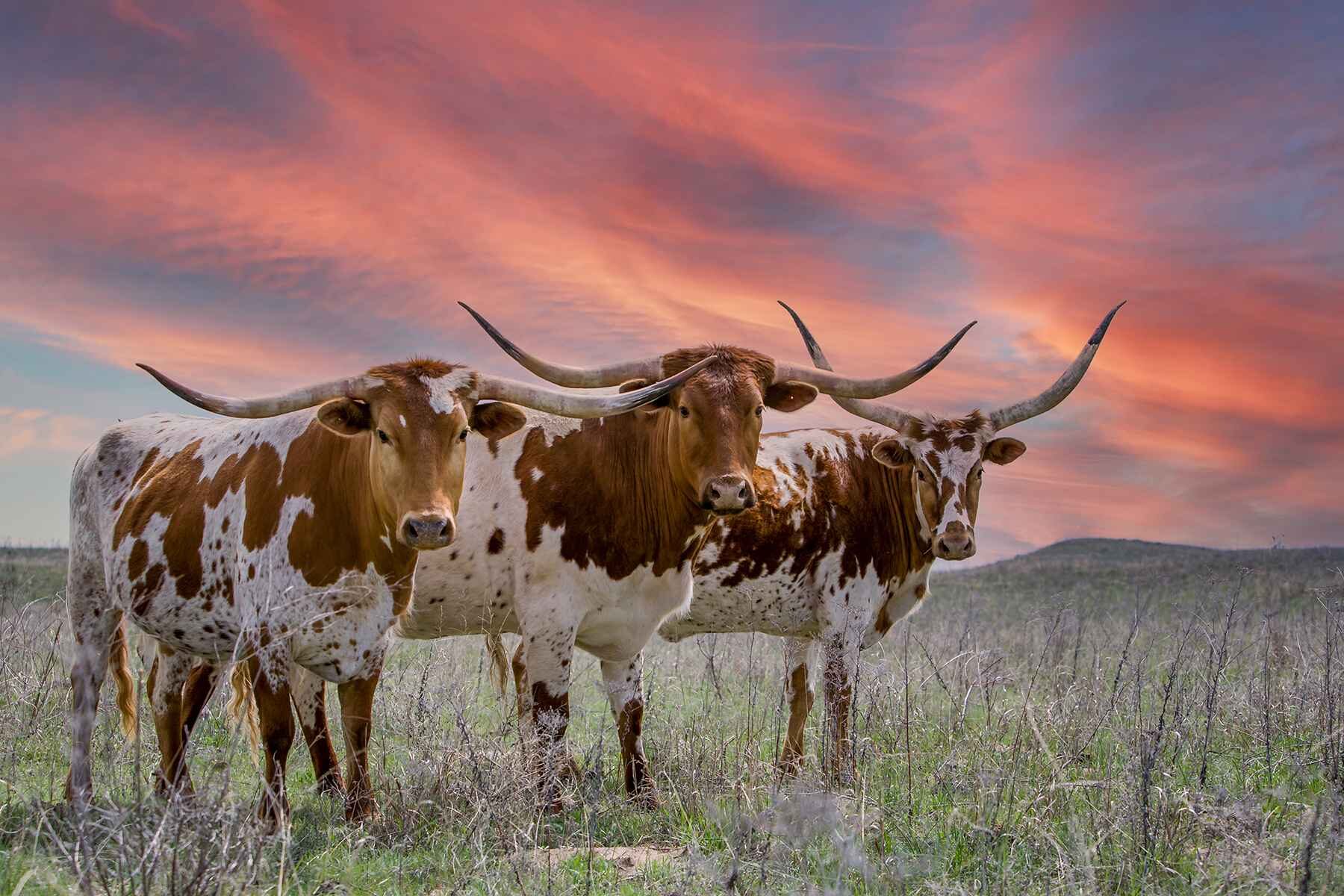 Bandera Texax