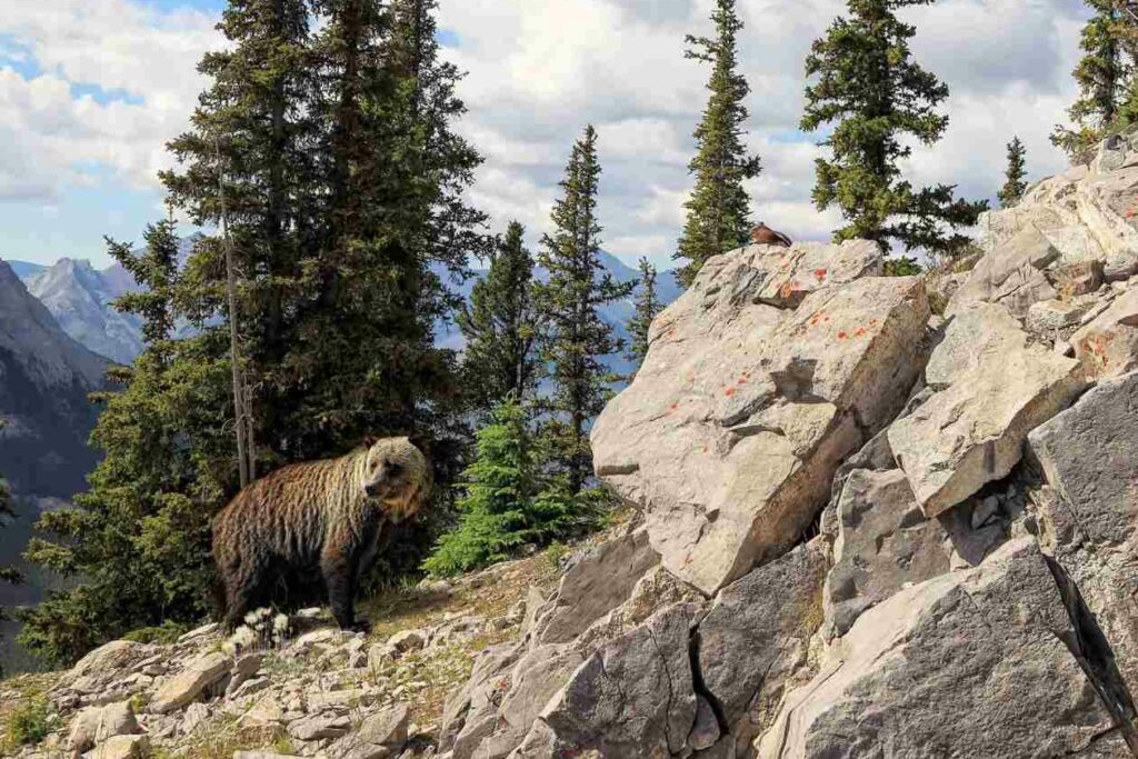 Grizzly Bear in Banff National Park