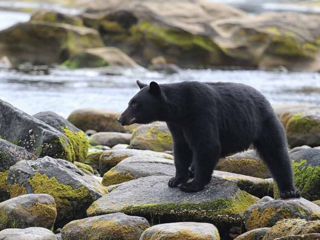 Black Bear Vancouver Island