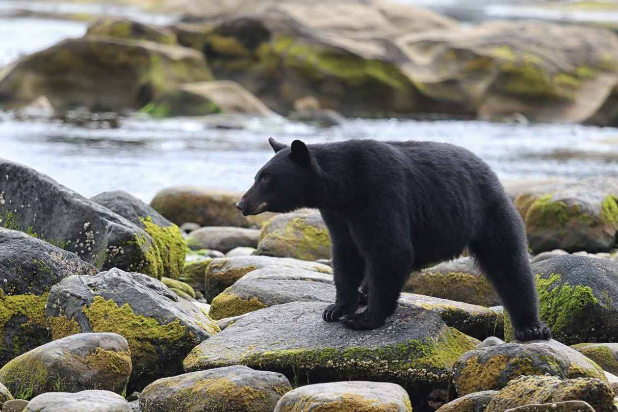 Black Bear Vancouver Island