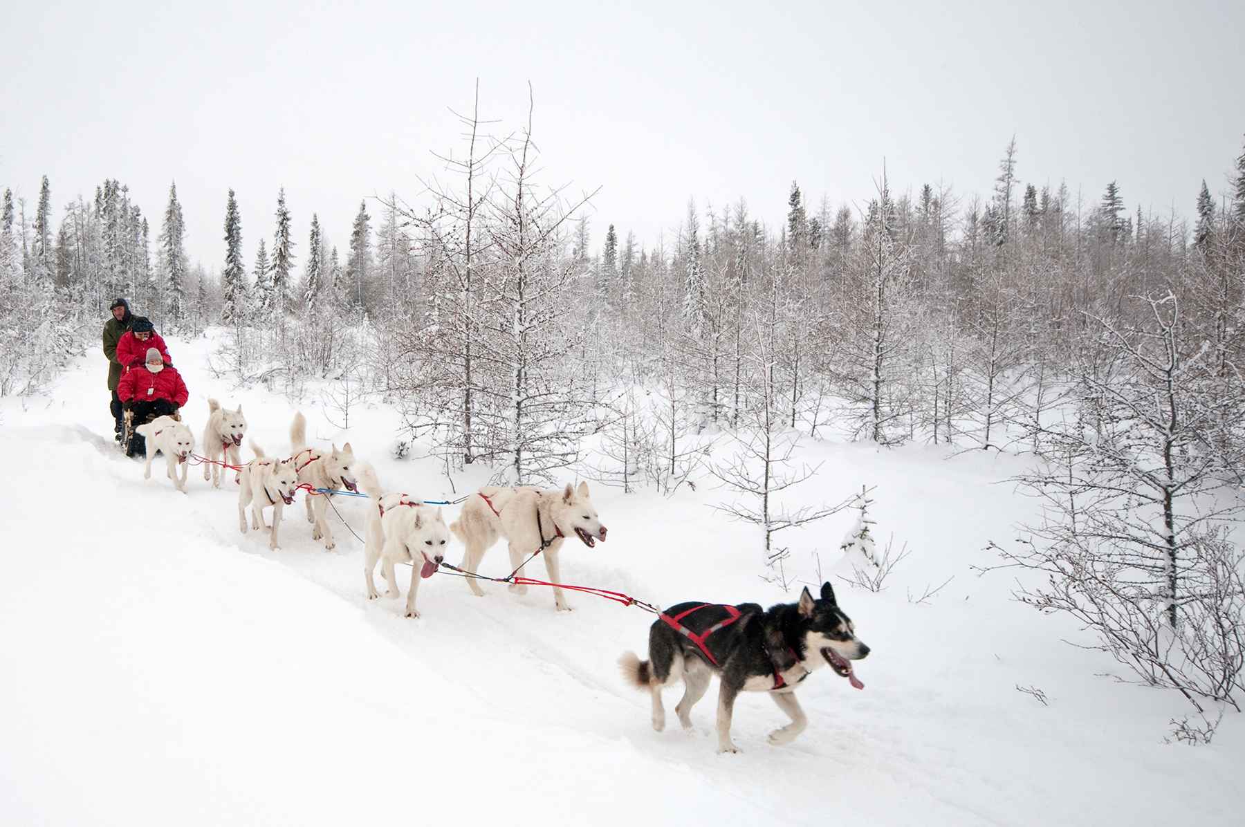 Dog Sledding near churchill