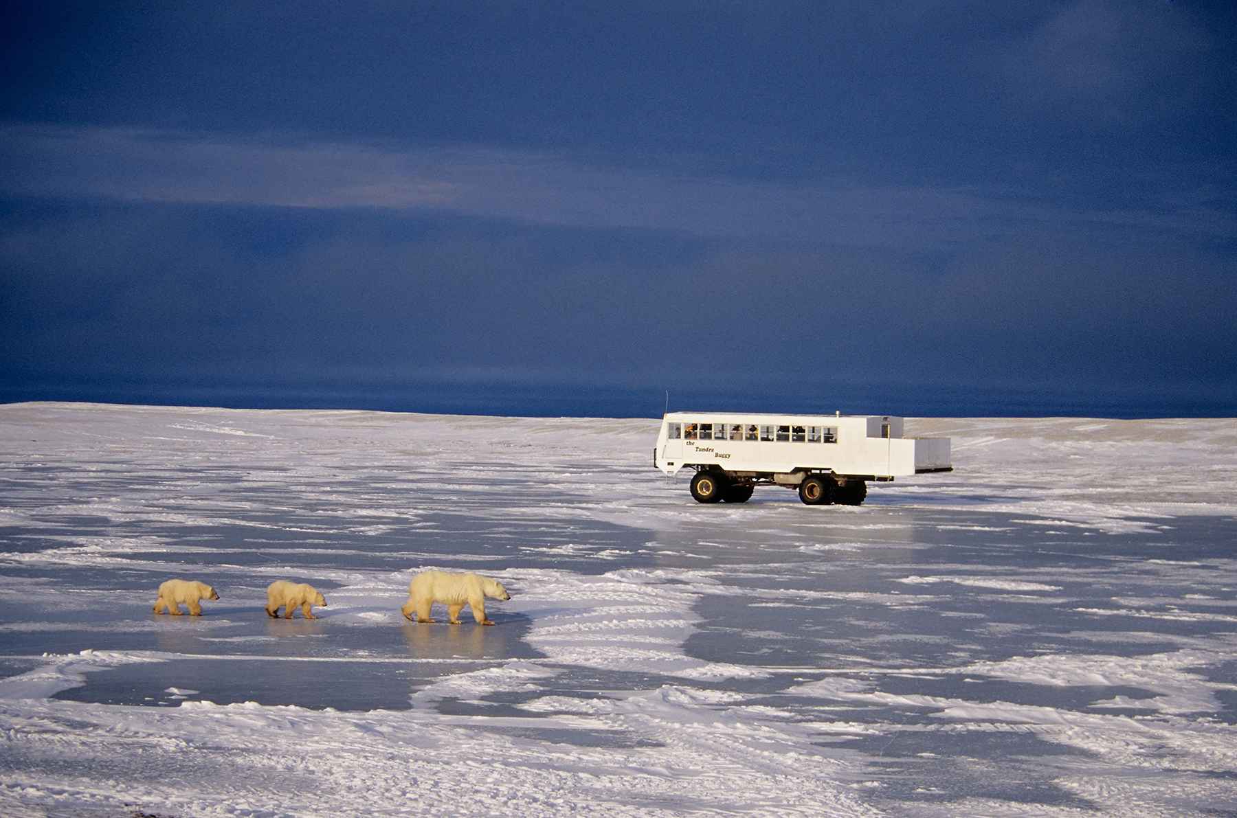 Tundra Tour near Churchill