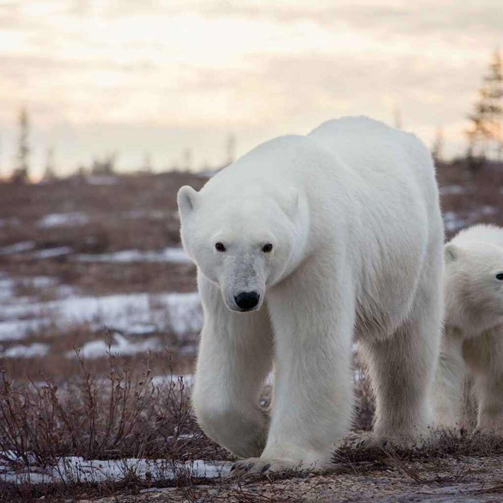 Polar bears in Churchill Manitoba