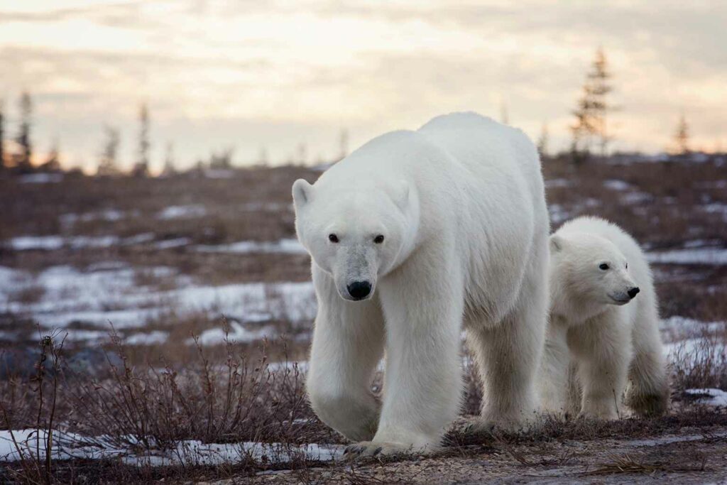 Polar bears in Churchill Manitoba