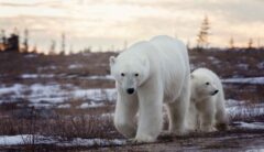 Polar bears in Churchill Manitoba