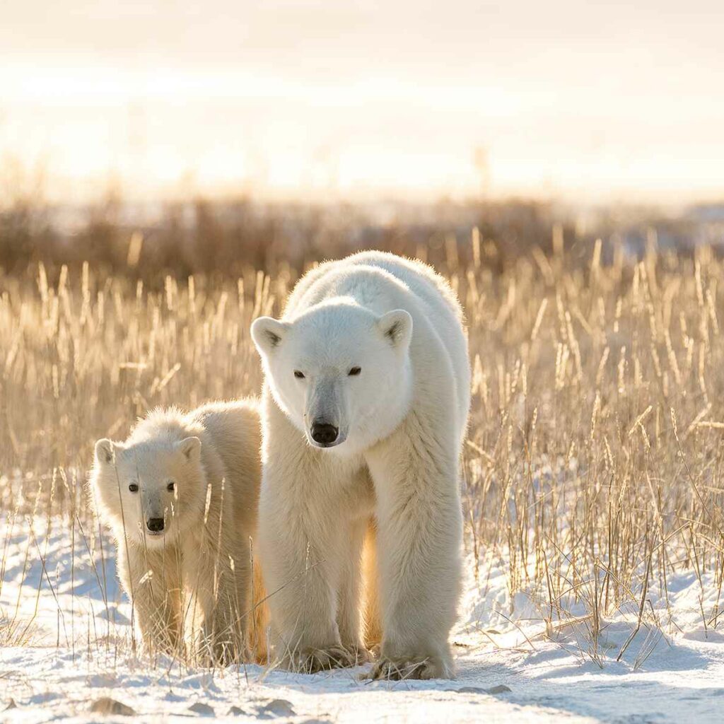 Polar Bears near Churchill