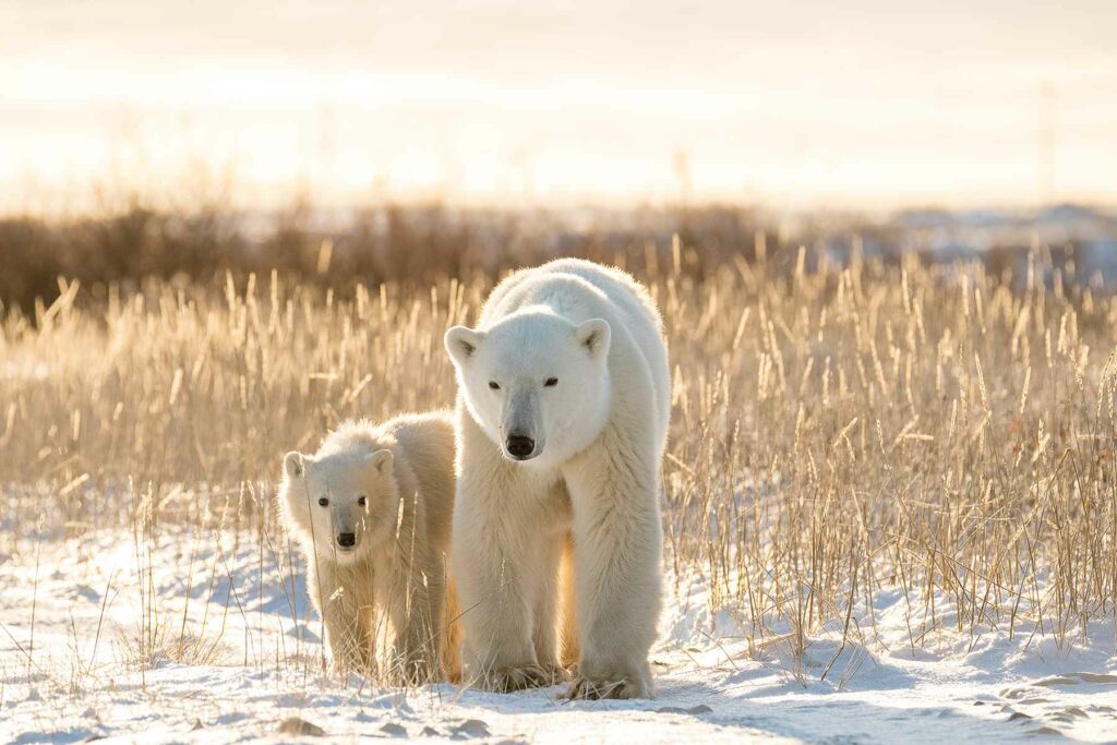 Polar Bears near Churchill