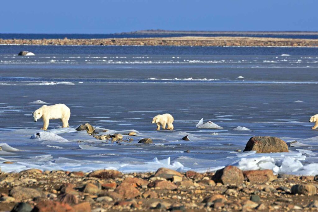 Polar Bears Hudson Bay