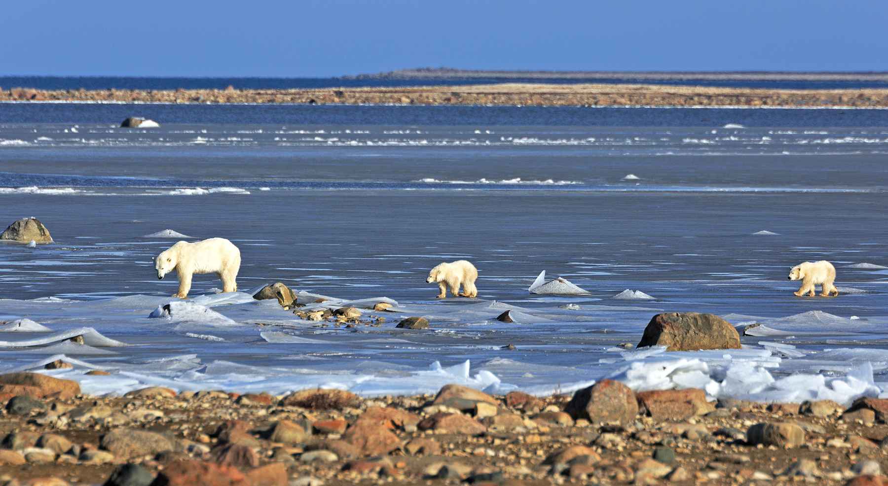 Polar Bears Hudson Bay