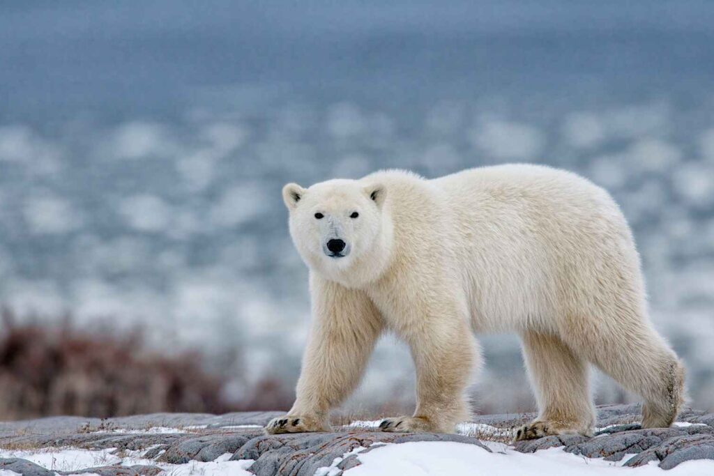 Polar Bear Manitoba