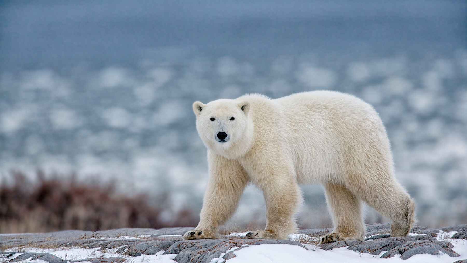 Polar Bear Manitoba