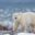 Polar Bear Manitoba