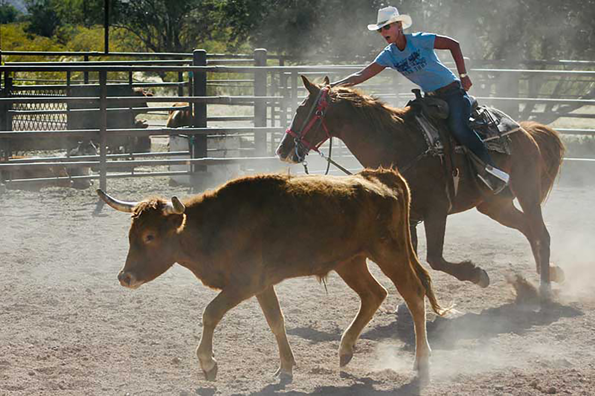 USA_Arizona_White Stallion Ranch_Cattle Penning