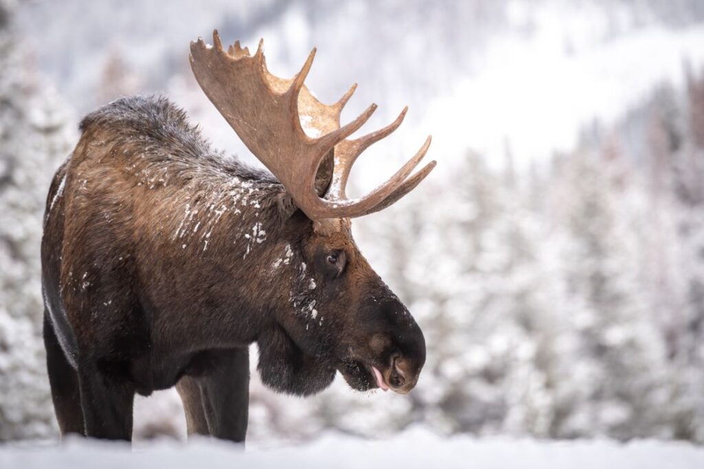 Moose in Jasper Canada in the snow